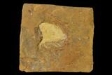 Fossil Ginkgo Leaf From North Dakota - Paleocene #148616-1